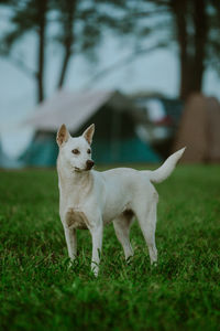 Dogs running on grassy field