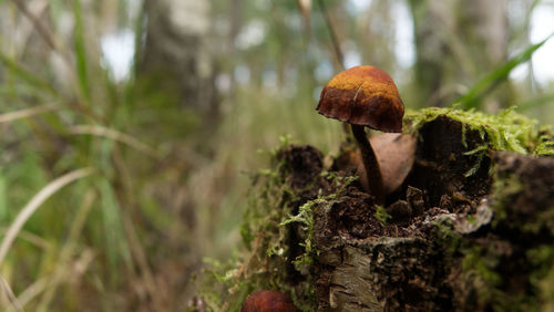 Close-up of mushroom growing on field