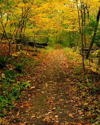 Footpath in forest during autumn