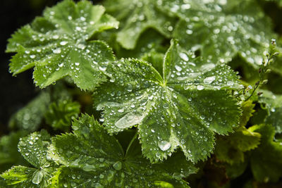 Close-up of wet plant