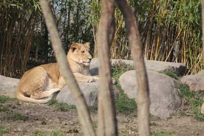 Lioness sitting on field