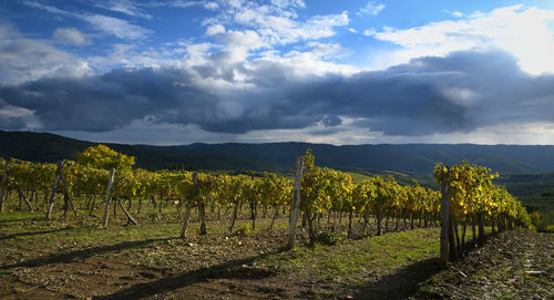 Scenic view of vineyard against cloudy sky