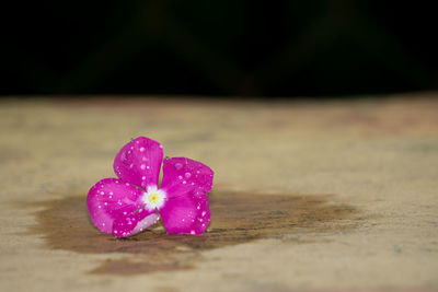 Close-up of pink frangipani on table