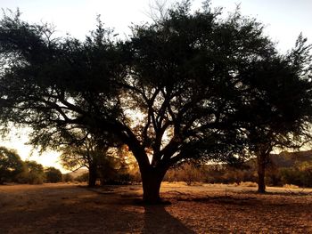 Trees on landscape against sky