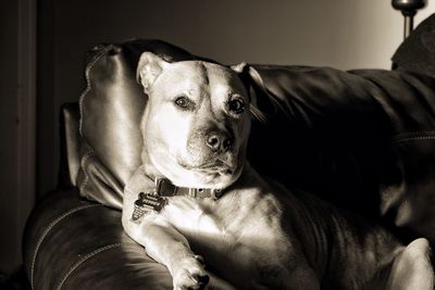 Close-up portrait of hand holding dog at home