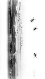 Birds flying over white background