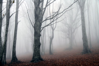 Trees in forest during winter