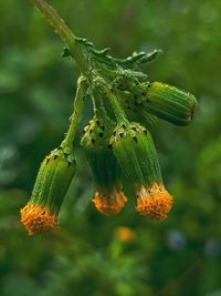 Close-up of green chili on plant