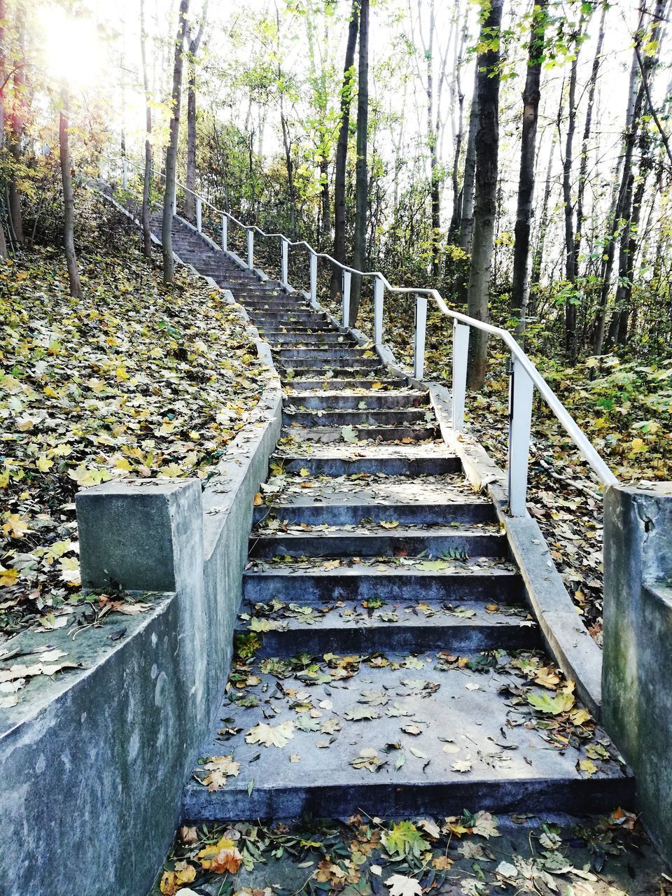 STAIRCASE IN FOREST