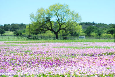 Scenic view of pink flowering trees on field against sky