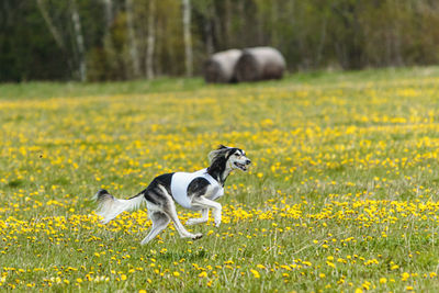 Saluki dog in white shirt running and chasing lure in the field on coursing competition