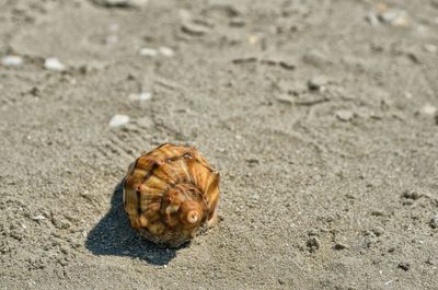 Close-up of animal shell