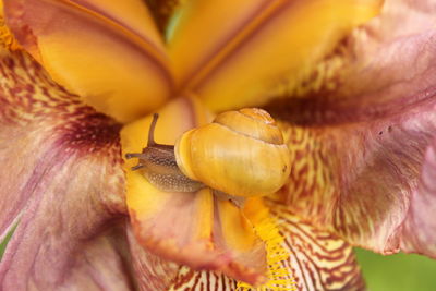 Close-up of yellow snail on flower