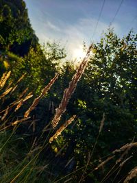Low angle view of trees against sky