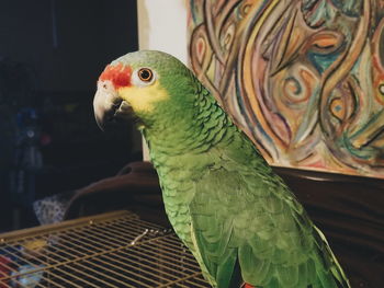 Close-up of parrot perching