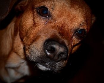 Close-up portrait of dog in darkroom