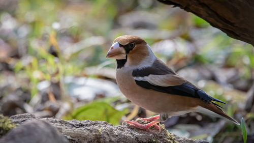 Close-up of bird perching on rock