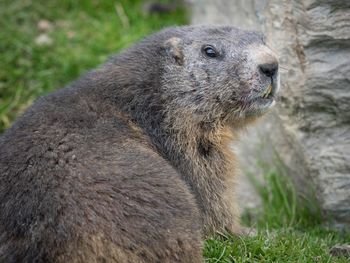 Close-up of monkey against blurred background