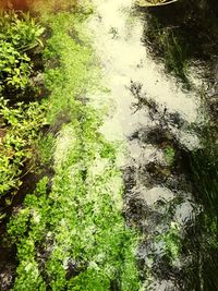 Reflection of trees in water