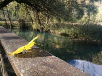 Close-up of yellow leaf by lake