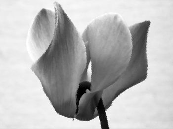 Close-up of snow on plants against sky
