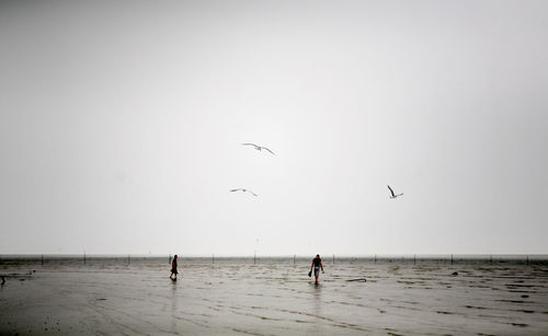 Birds flying over people on beach