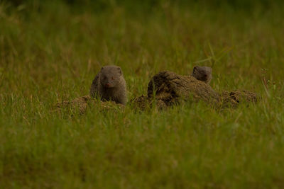 Sheep in a field