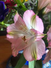 Close-up of insect on pink flower