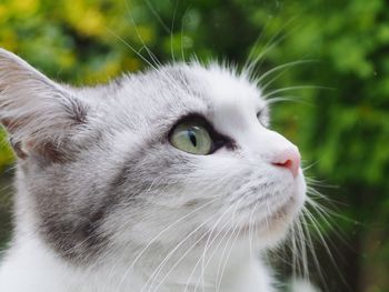 Close-up of a cat