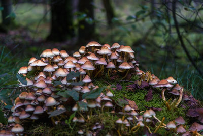 Close-up of mushroom growing in forest