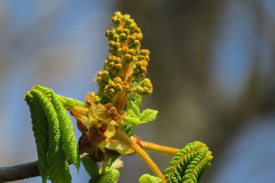 Close-up of flowering plant