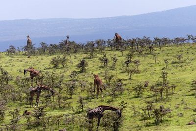 Panoramic view of horses on landscape against sky