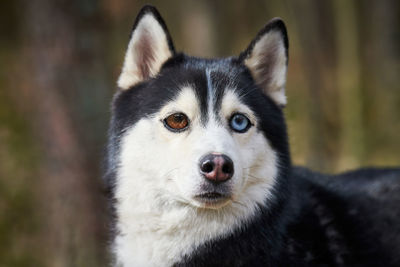 Close-up portrait of dog