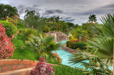 Palm trees in swimming pool