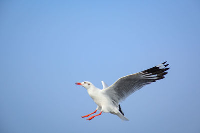 Low angle view of seagull flying