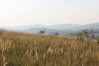 Scenic view of field against clear sky