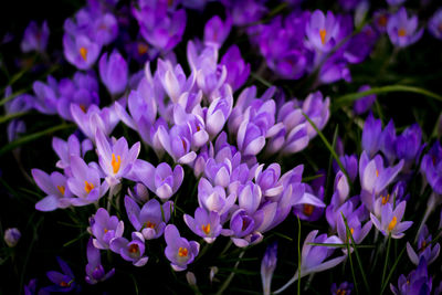 Close-up of purple flowers blooming outdoors