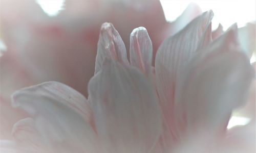 Close-up of pink rose flower