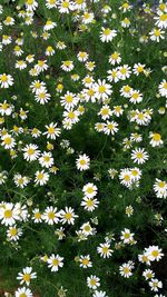 Full frame of white flowers blooming in field