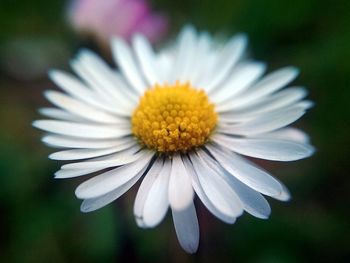 Close-up of white daisy blooming outdoors