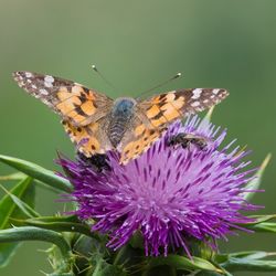 Close-up of butterfly perching on flower