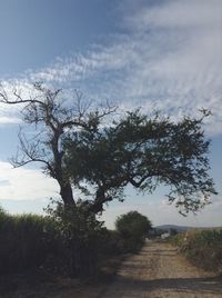 Trees against sky