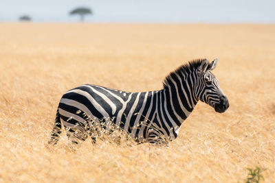 Zebra in african savannah, at masai mara , kenia. famous wildlife destination in africa.