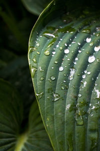 Close-up of wet plant leaves