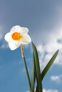 Close-up of white flowering plant against sky