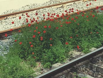 Close-up of red flowering plants on railroad track