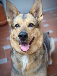 Close-up portrait of dog sticking out tongue outdoors