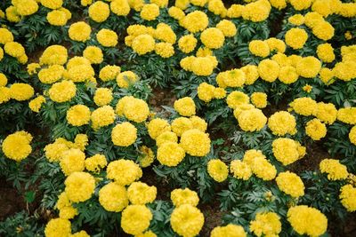 High angle view of yellow flowering plants