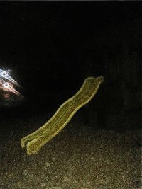 Close-up of illuminated snake against black background