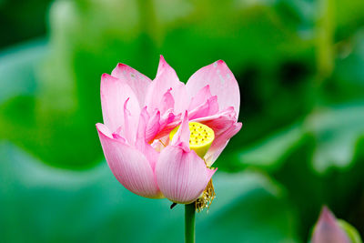 Close-up of pink flower